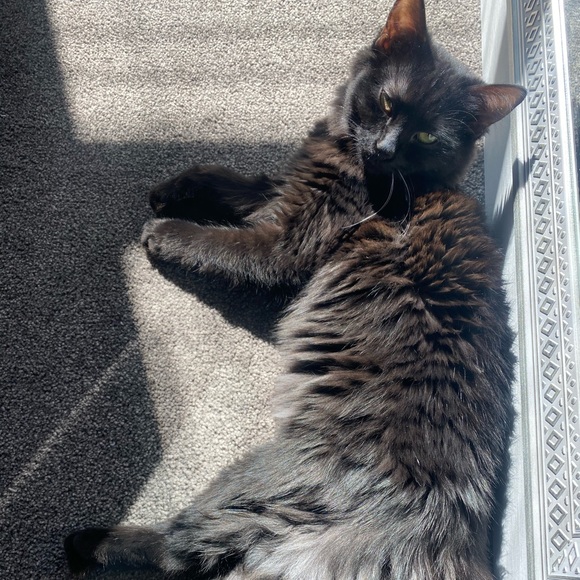 Fluffy - Picture 15 of 16